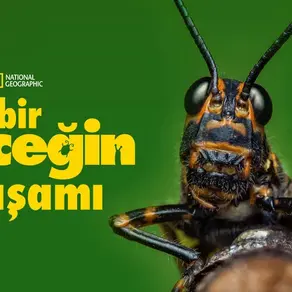 A Real Bug’s Life: Mikro Dünyanın Epik Kahramanlarıyla Tanışın