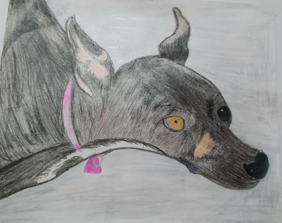 Paulo Giponi - Desenho