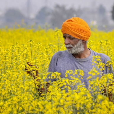 India gives environmental clearance for genetically modified mustard