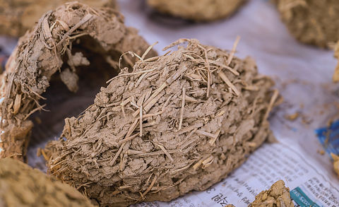 고사리 도록 (5).jpg