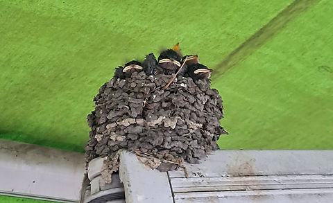 고사리 도록 (2)_edited.jpg