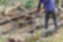 logger-cut-trees.jpg