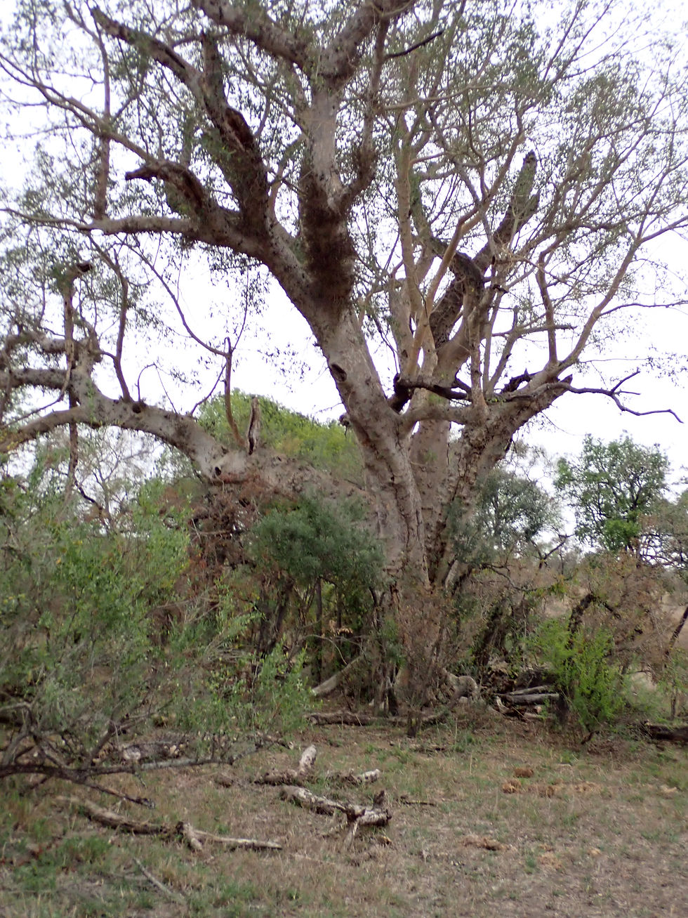 Source Tollafield 2025.