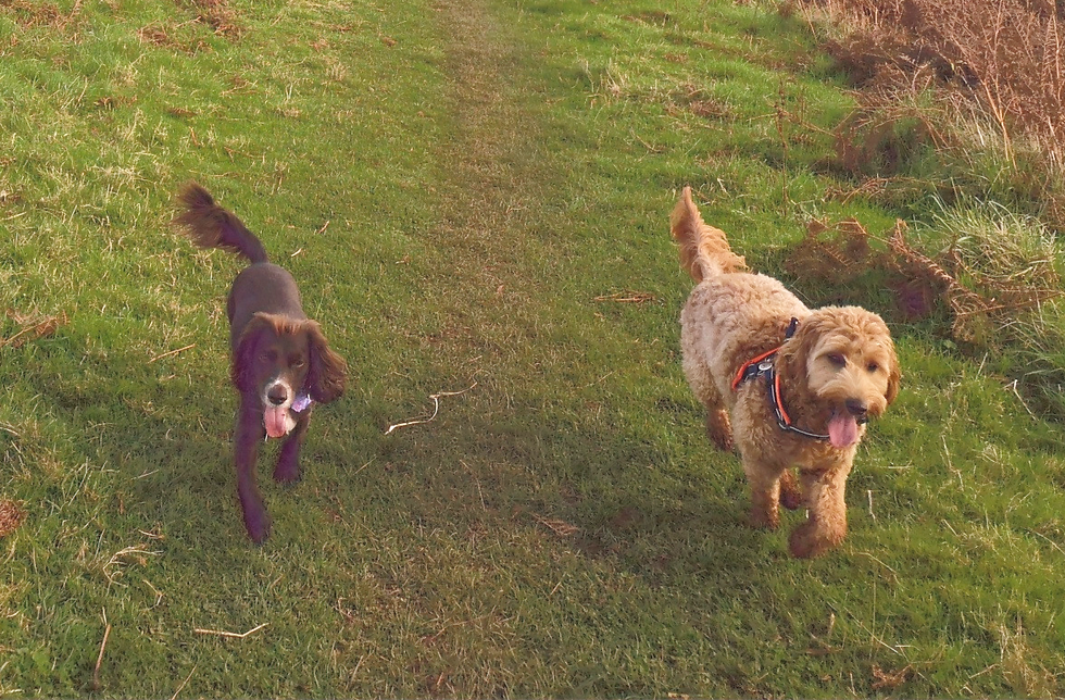 Bella & Tess_edited