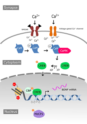 Figure 1 mechanisms.png