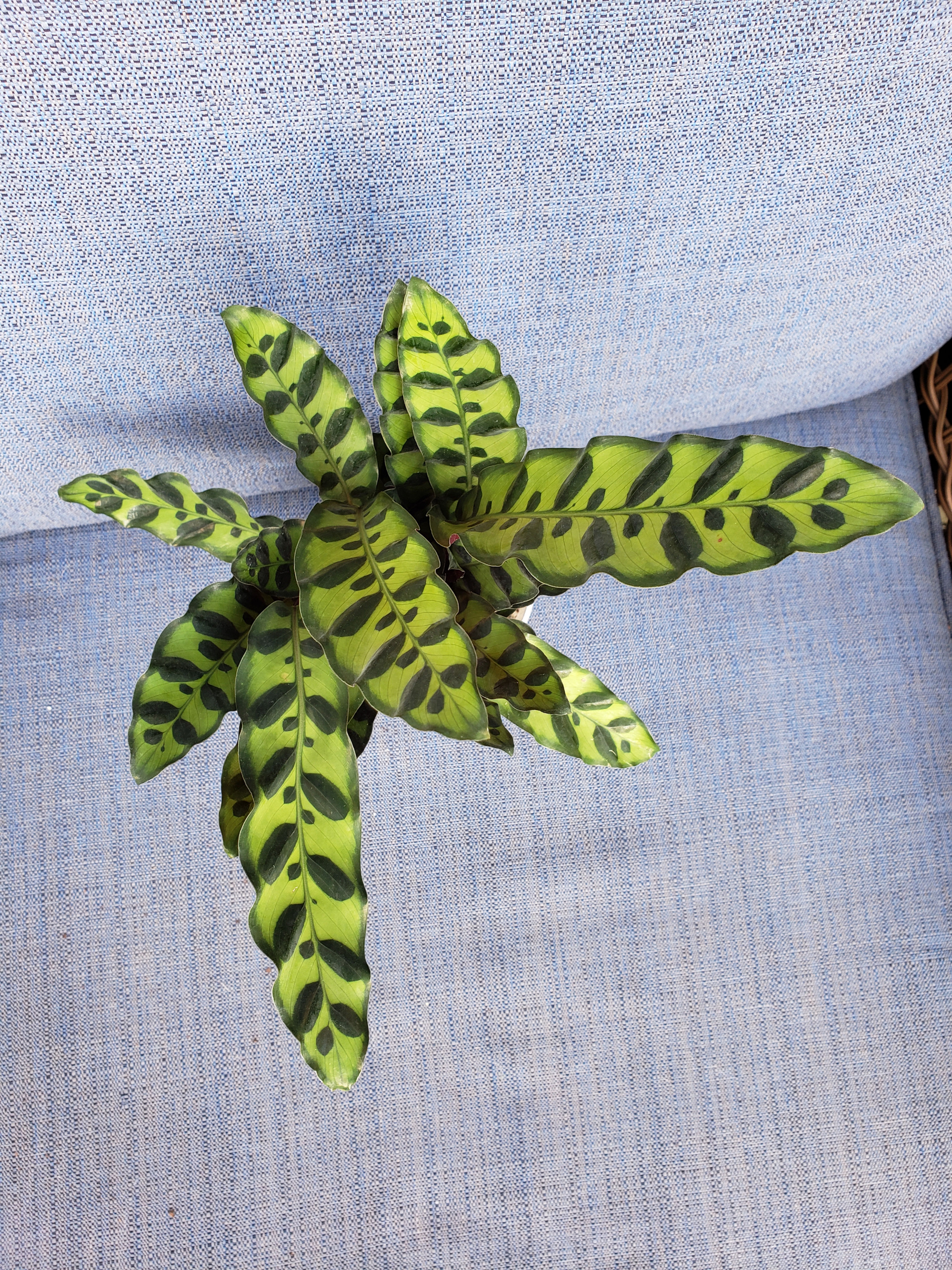 Calathea Lancifolia (Rattlesnake) 6inch