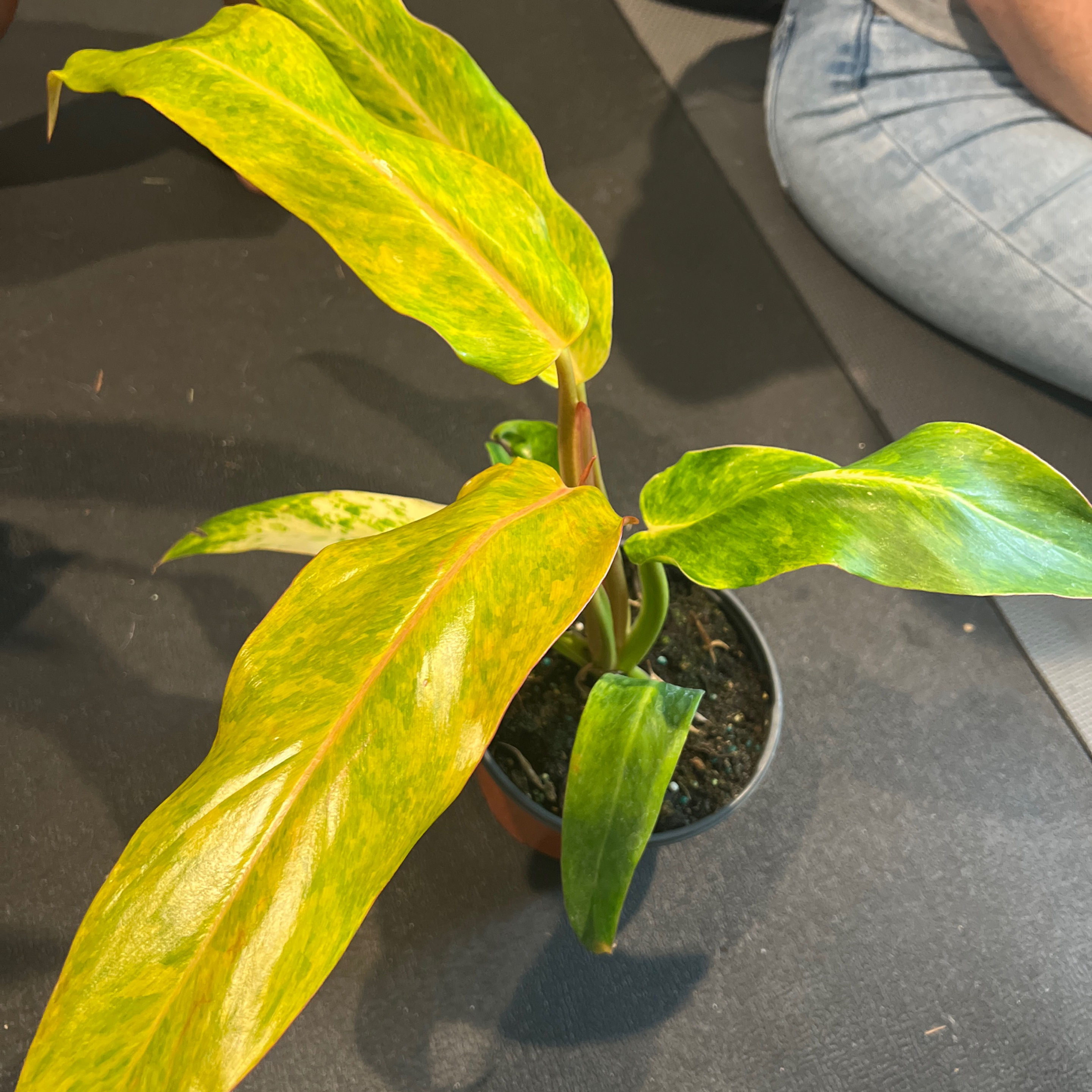 Philodendron Orange Marmalade 6inch