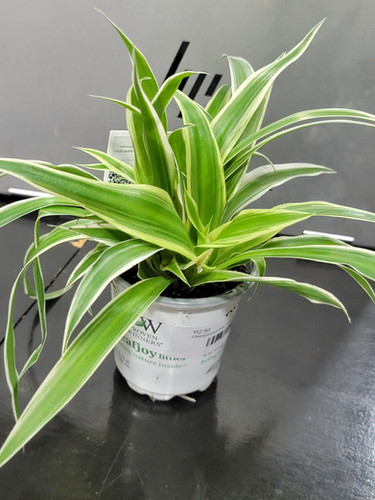 scythian dracaena Dracaena Warneckii Hawaiian Sunshine For Sale & Care Guide