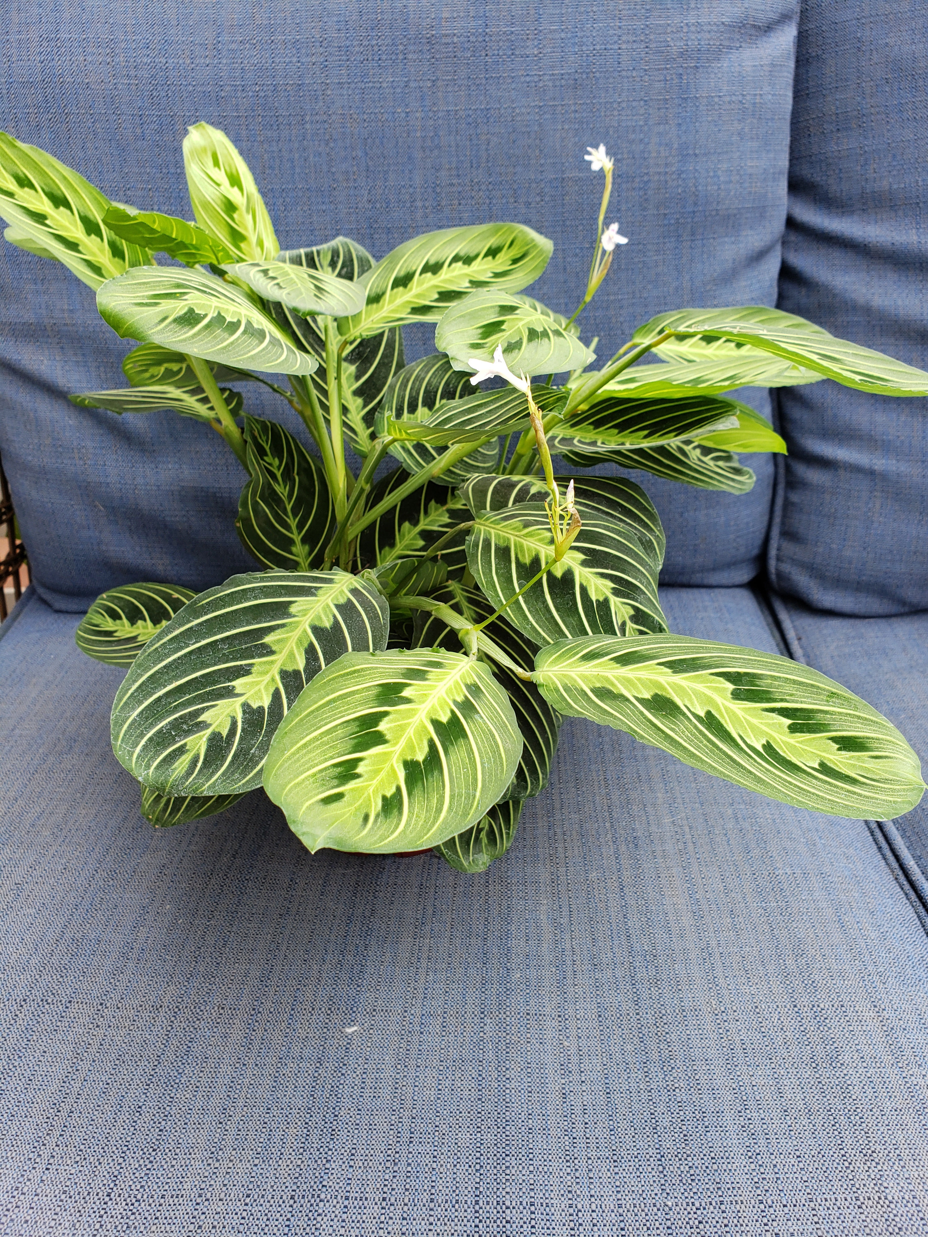 Prayer Lemon lime maranta (rare) 6inch