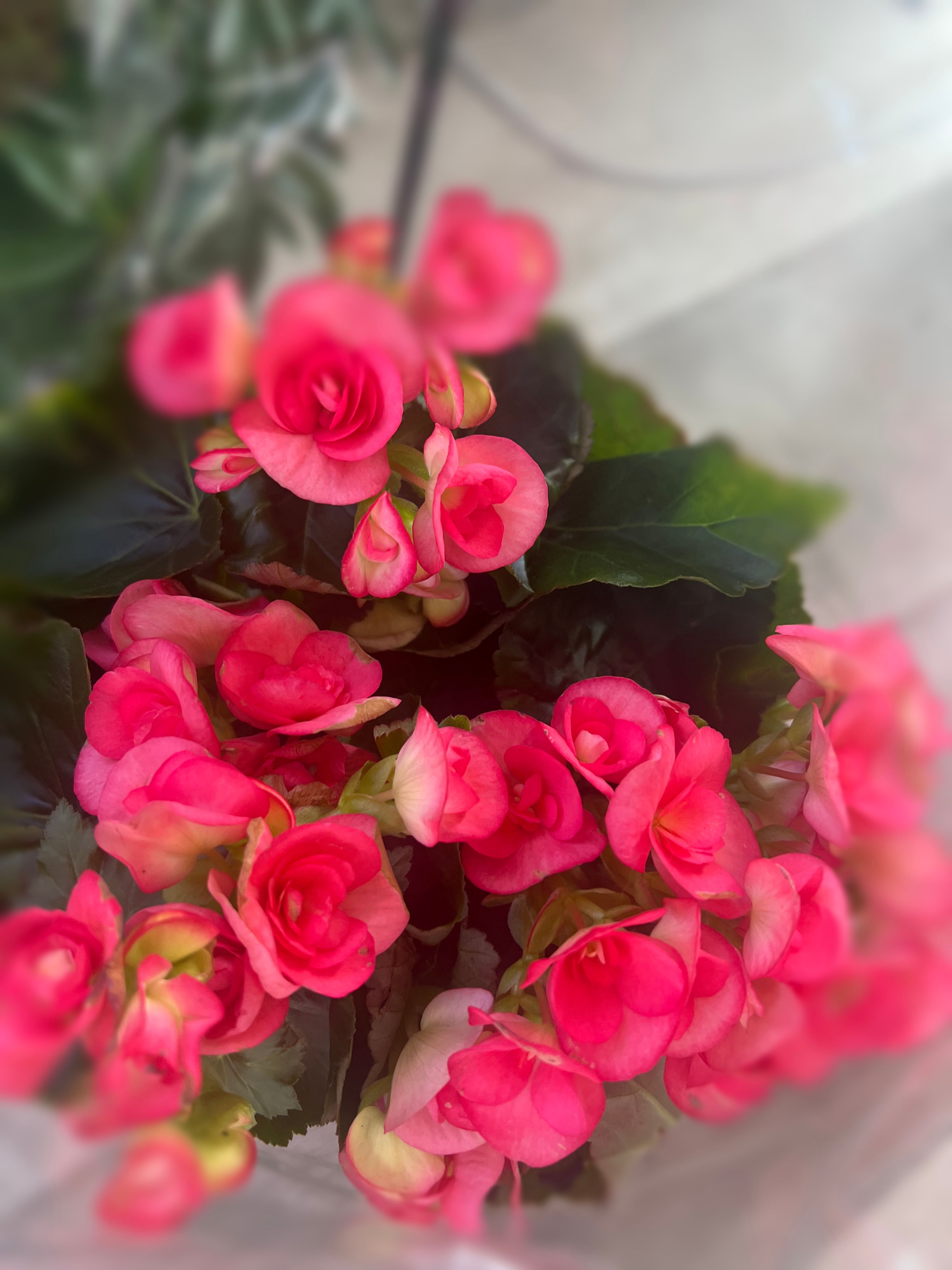 Begonia Rieger 6inch