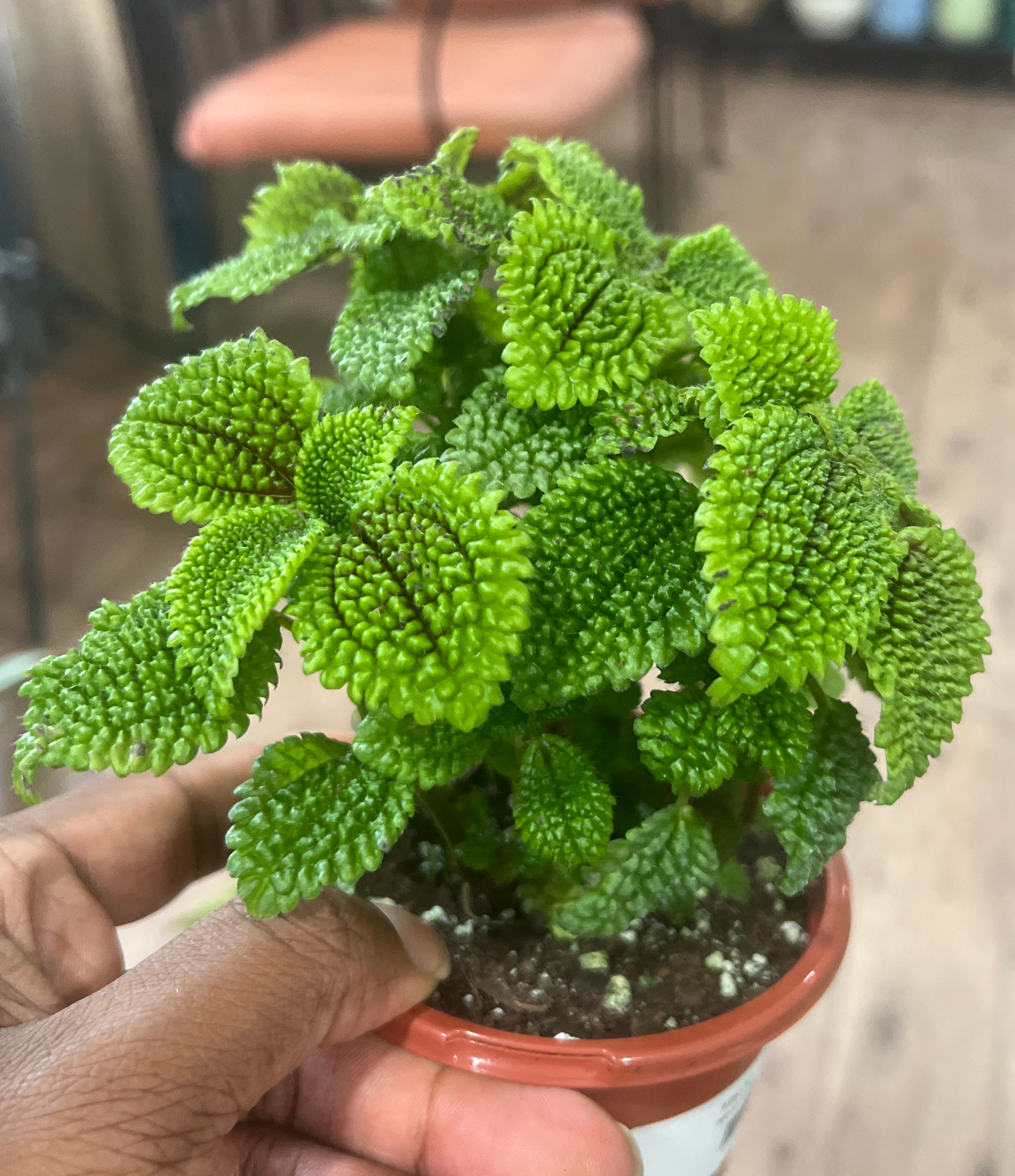 Moon Valley Pilea 4inch