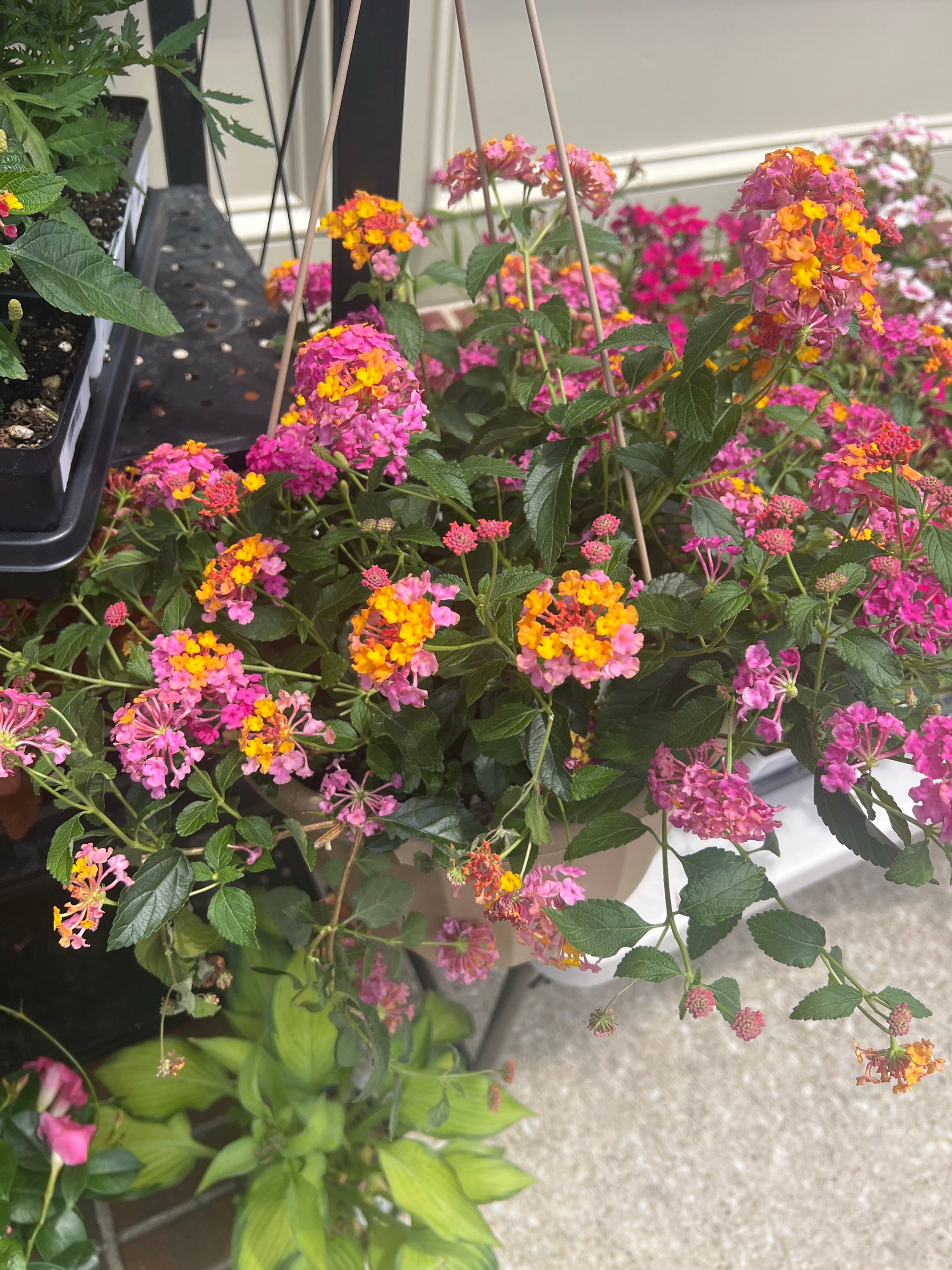 Lantana HB
