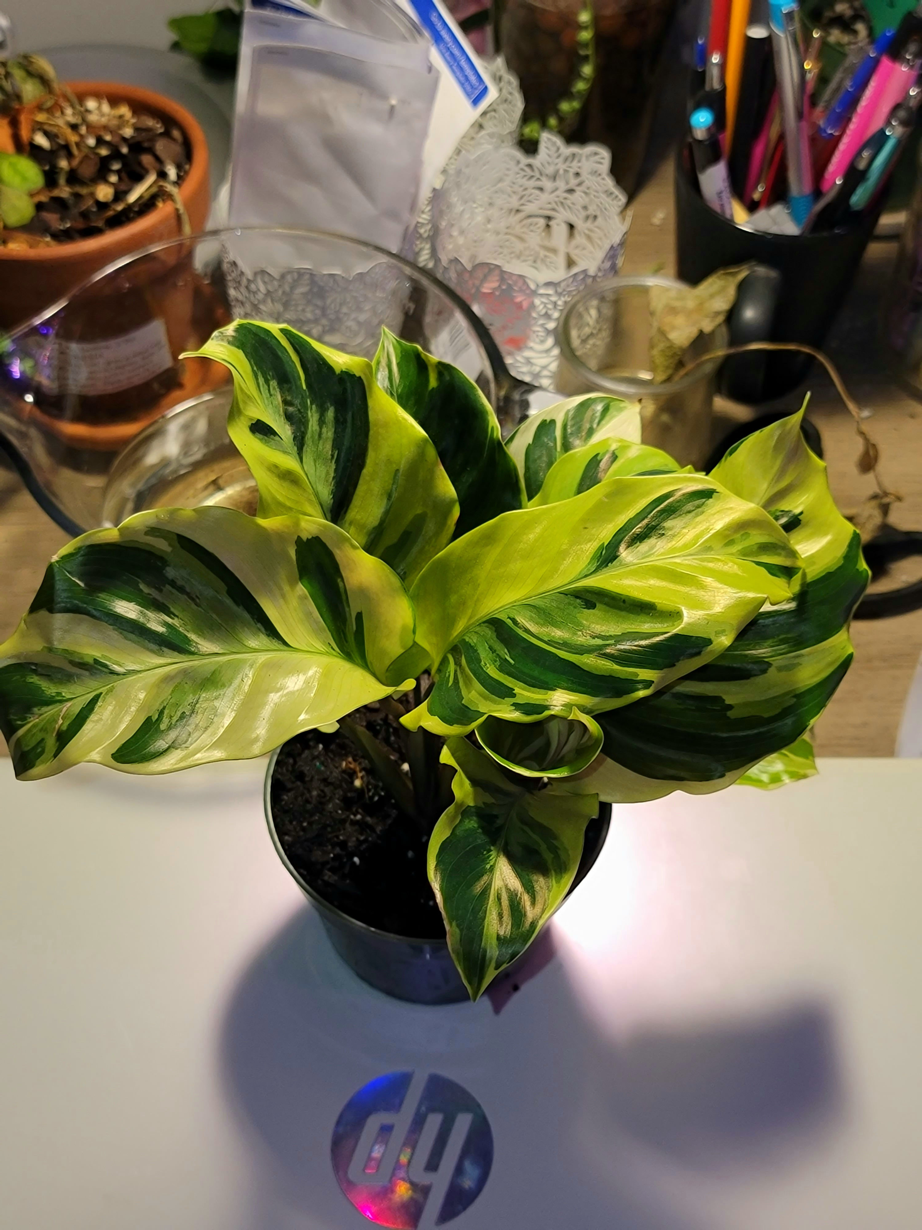 Yellow Fusion Calathea 4inch