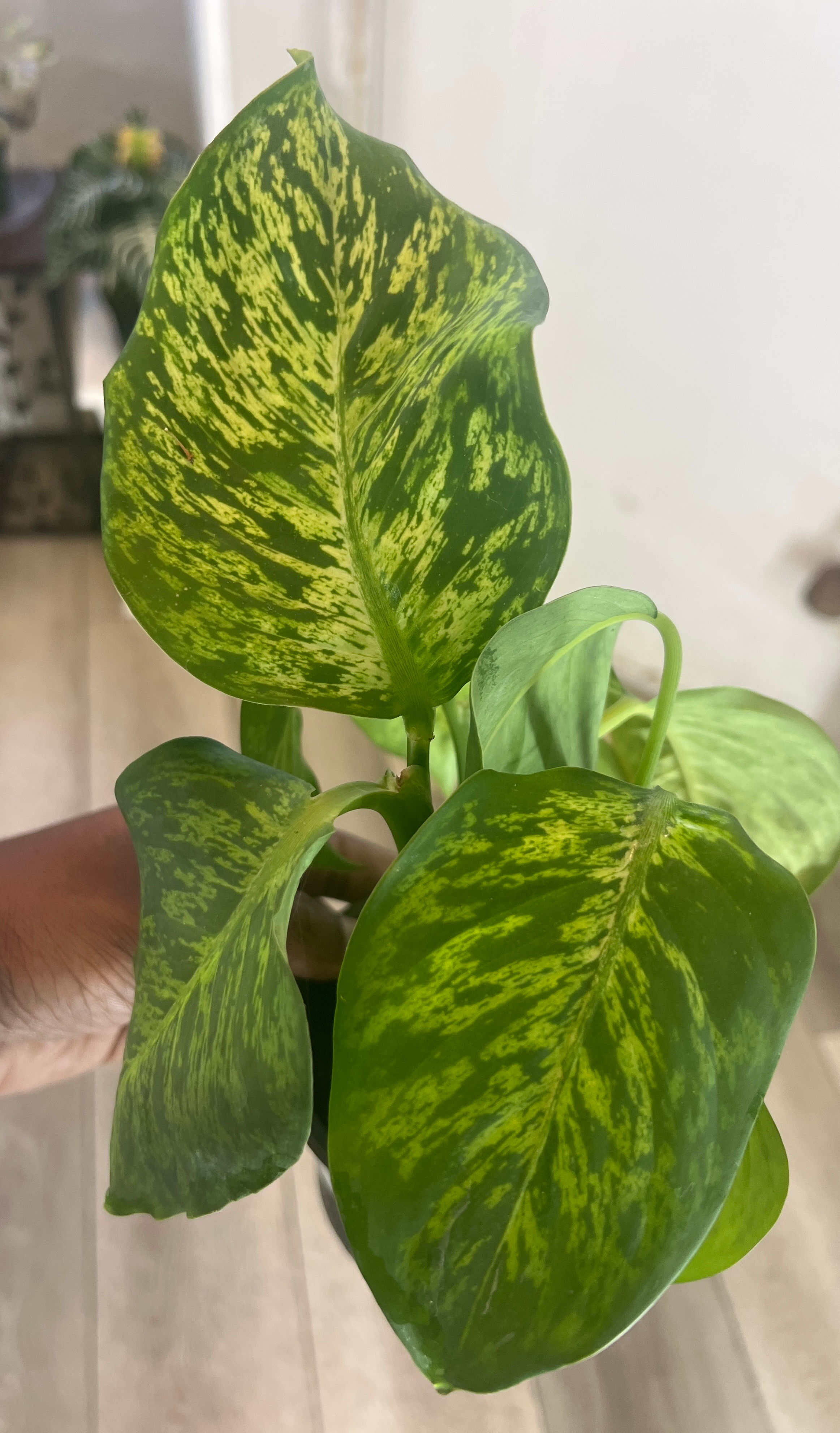 Diffenbachia Mars 4inch