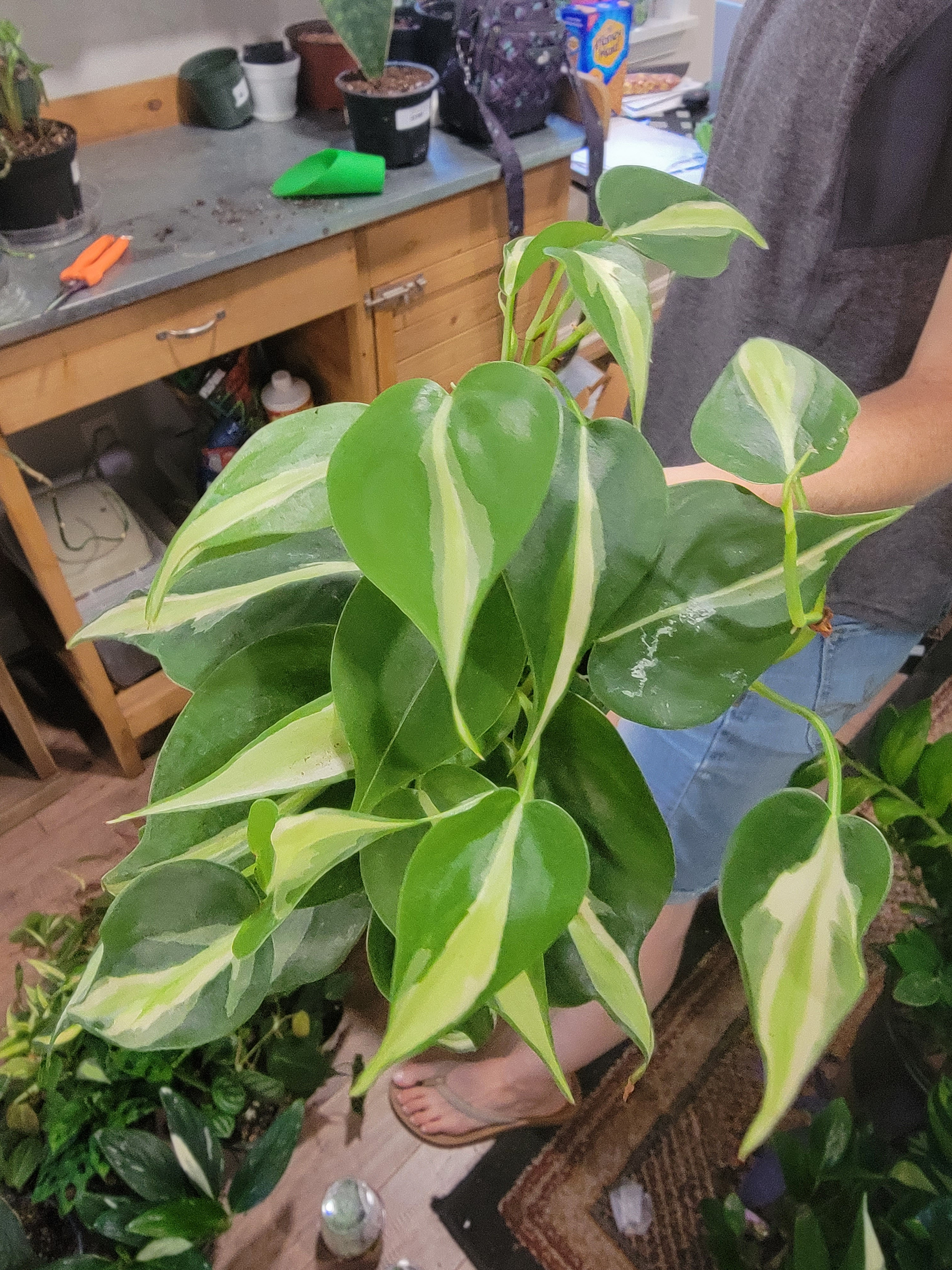 Philodendron Silver Stripe 4inch