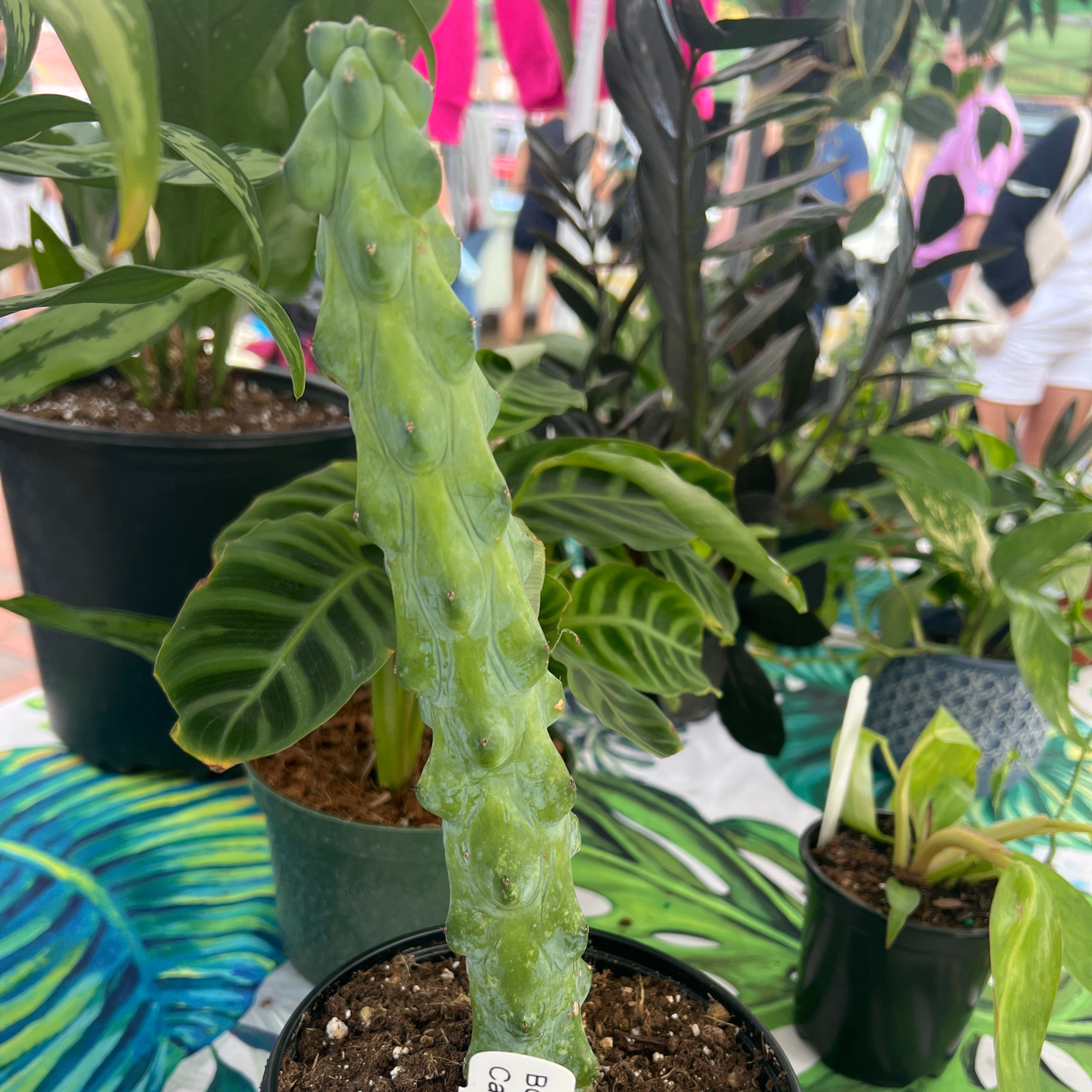 Cactus Boobie
