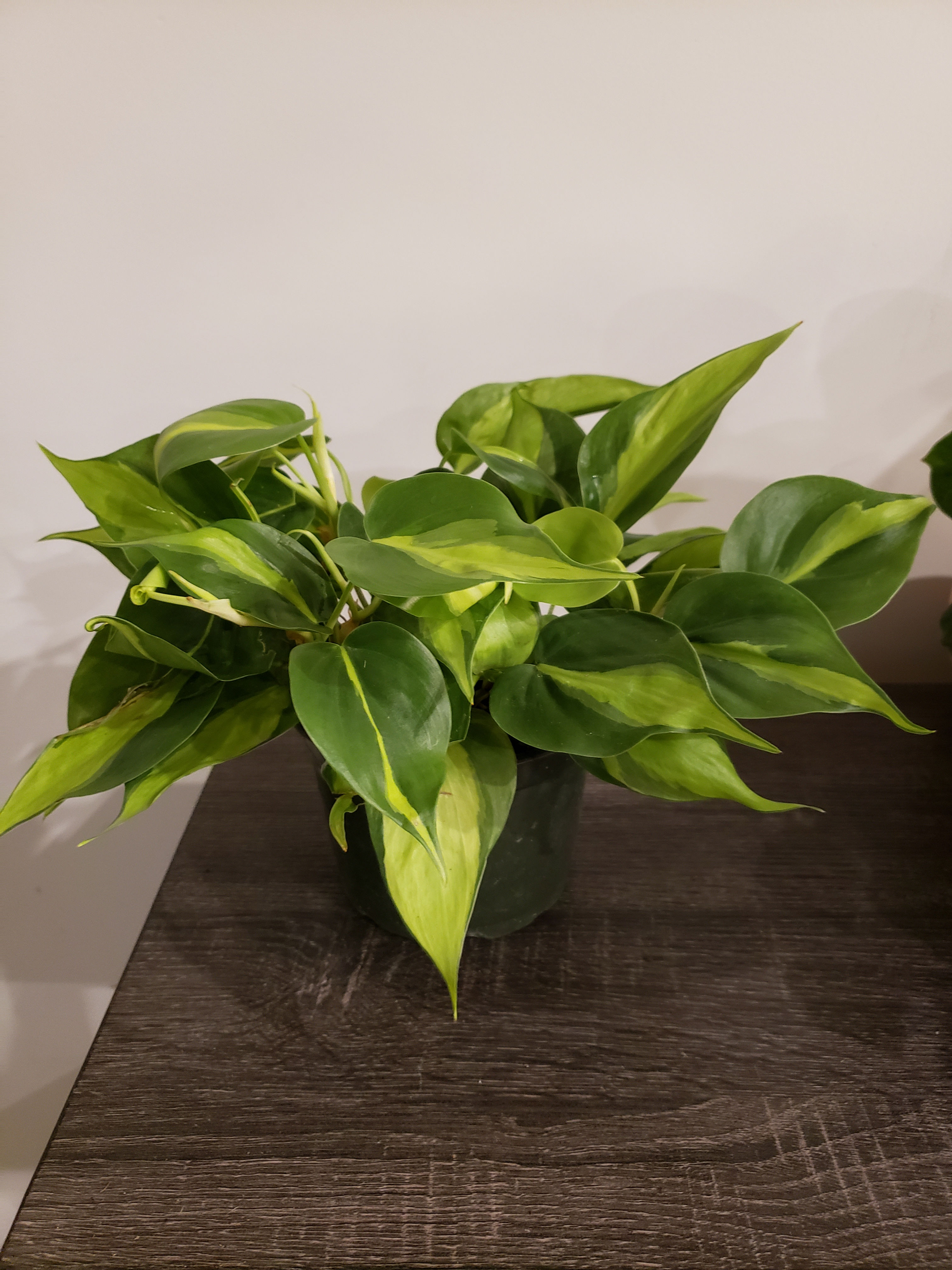 Philodendron brazil 6inch