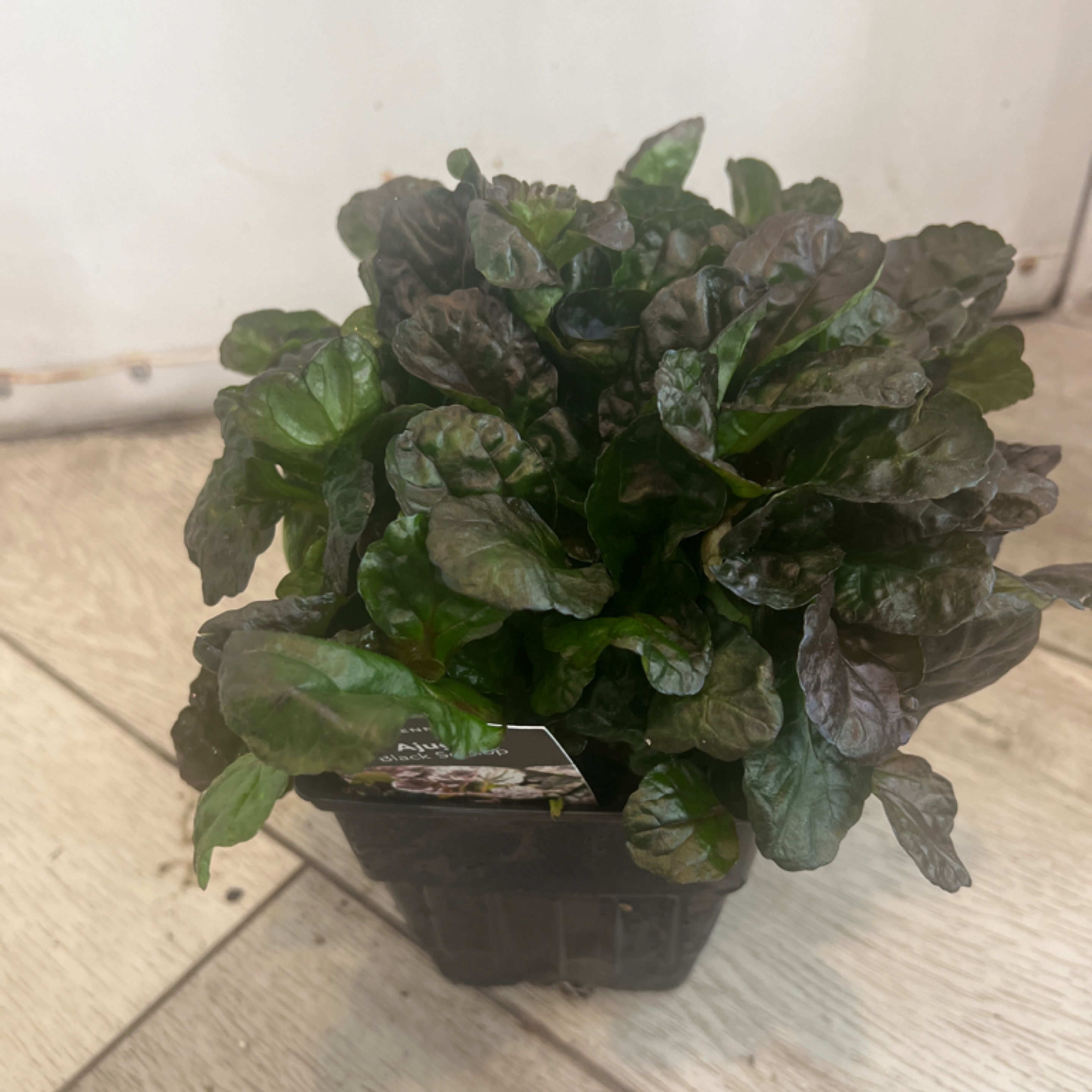 AJUGA BLACK SCALLOP 1q