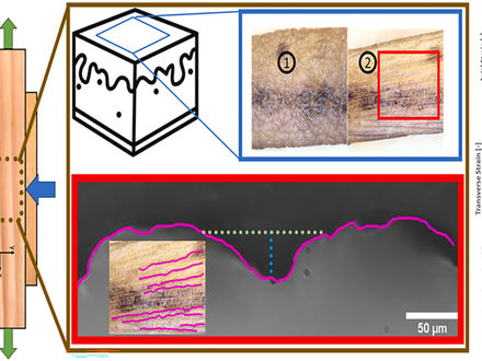 Role of stretched skin buckling in wrinkle formation clarified