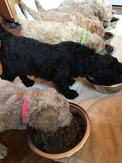 Poodle Puppies eating.JPG