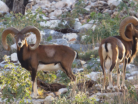 Saving Hawaii's Forests: The Battle Against Feral Animals