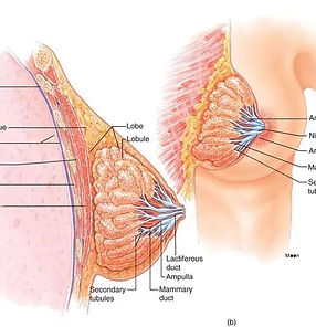 mammary-glands.jpg.webp
