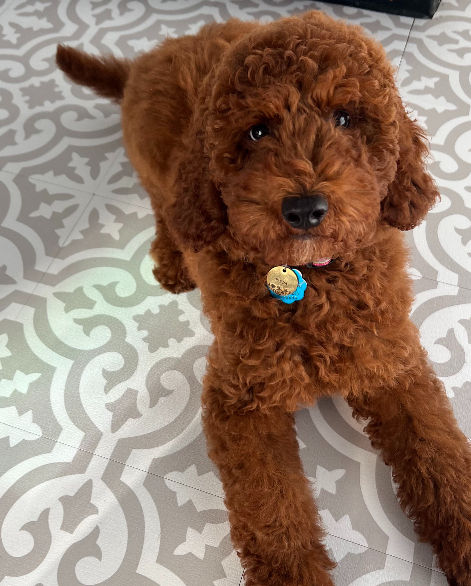Pippa: 14 Weeks Old