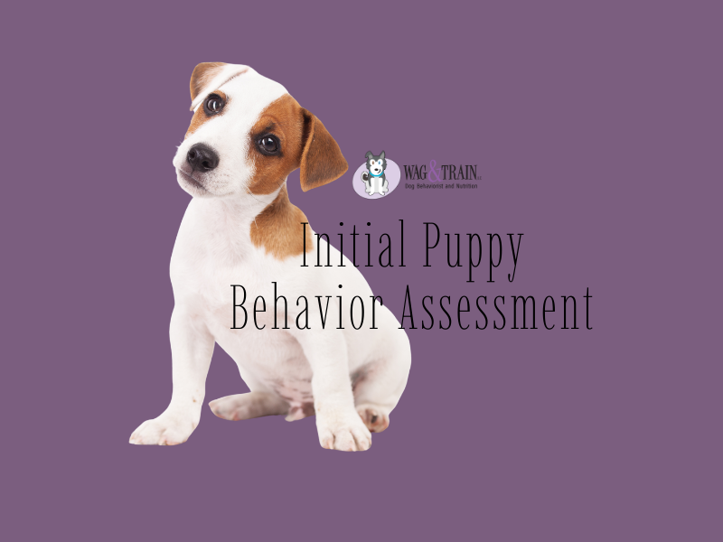 How to Prepare for a Puppy Training