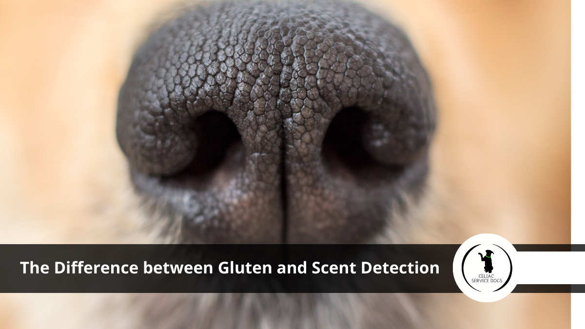 How To Get A Gluten Detection Dog Gluten Detection Dogs: How Do They Differ from Other Scent Detection Dogs?