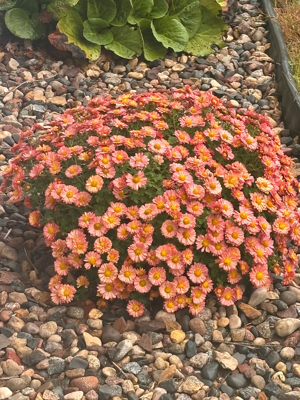 Blooming