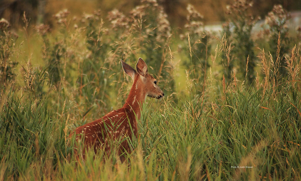 babydeer_elk_charis12_copyrightJustinBrewer.jpg