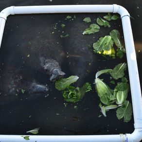 From Seagrass destruction to lettuce drops