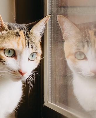catroommate_project