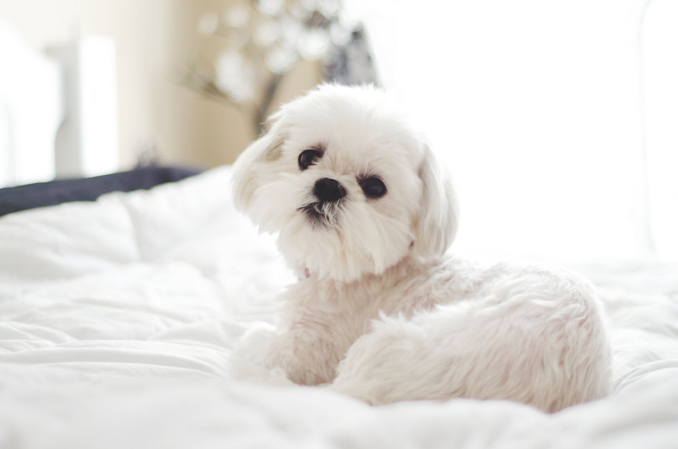 Doggo on bed