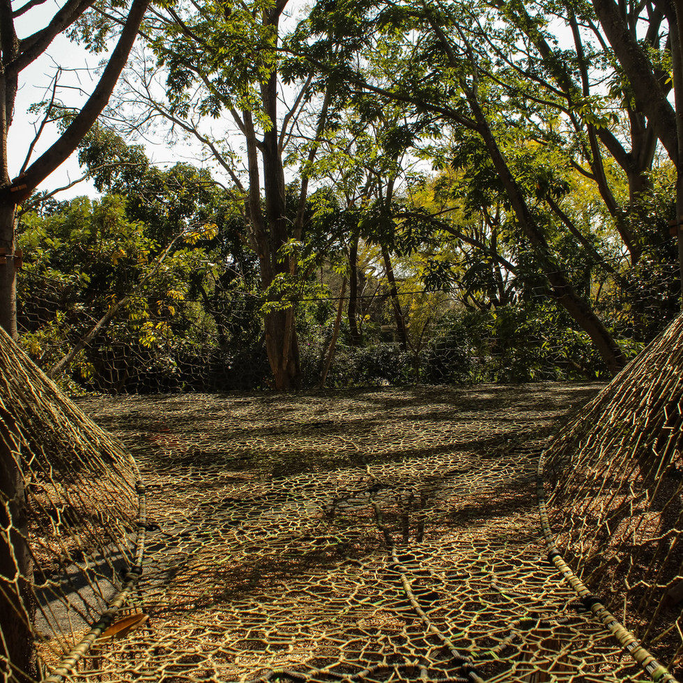 Between The Ceibas - Tepoztlán, Mexico