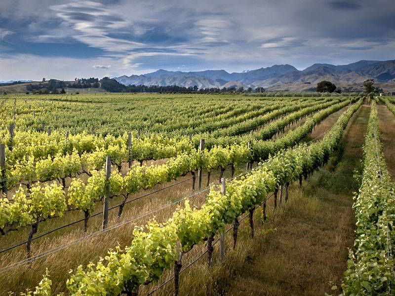 Online Tasting: Sauvignon Blanc – Loire vs New Zealand