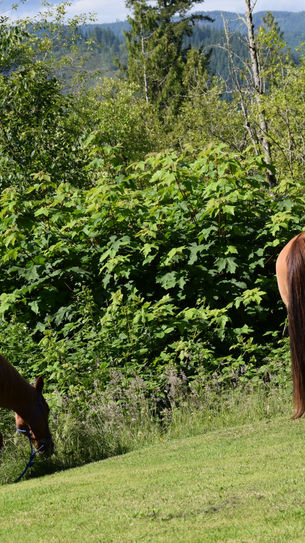 Free range chickens, goats and horses