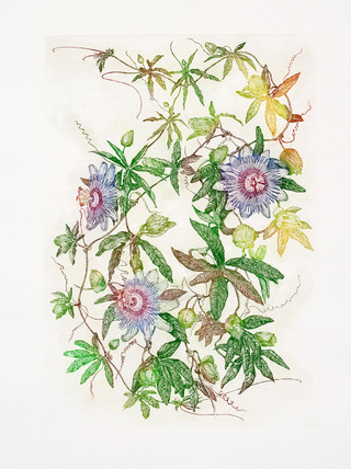 Passieflora