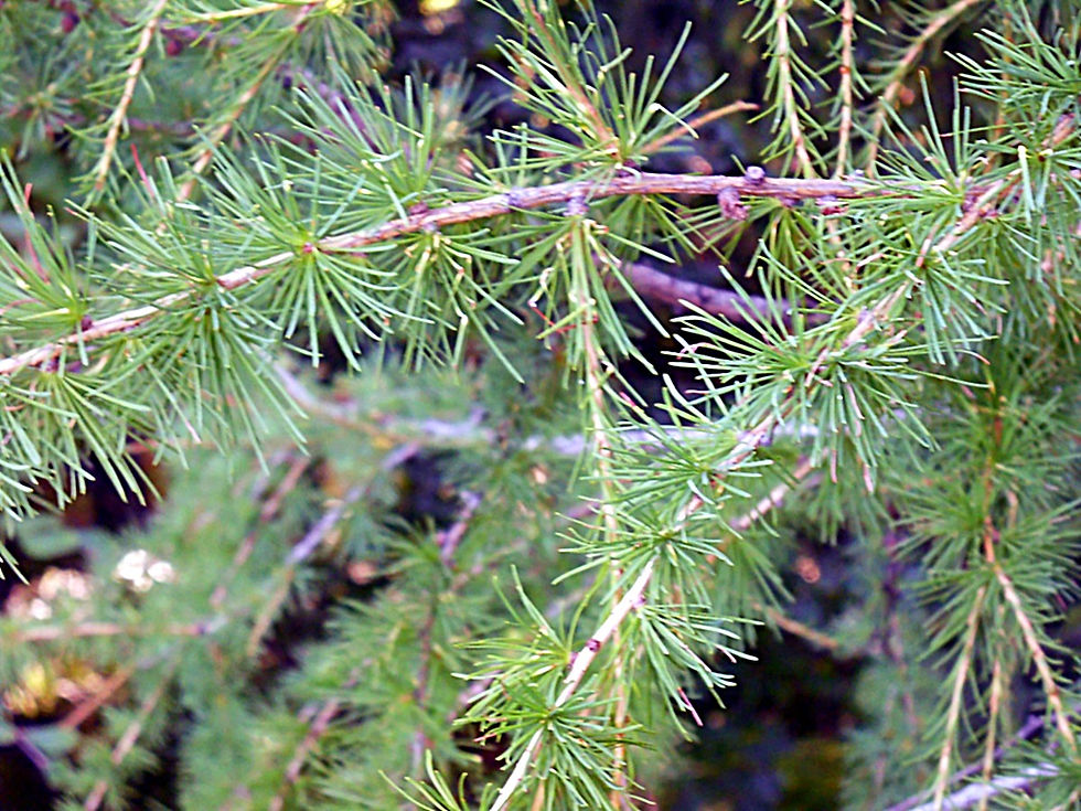 Larix carpatica