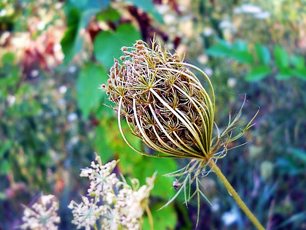 Daucus carota