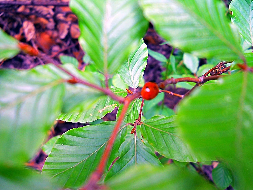 Coccinella septempunctata