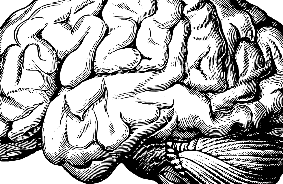 brain-5605289_1280.webp