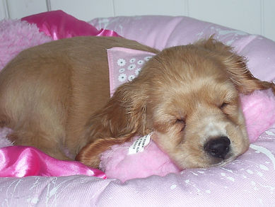 Bella resting peacefully, the heart behind Animal Reiki With Kim