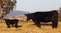 BH- 2021 Spring Calving.jpg