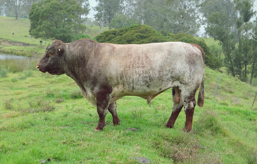 Wells Smoking Velvet Wide View_edited.jpg