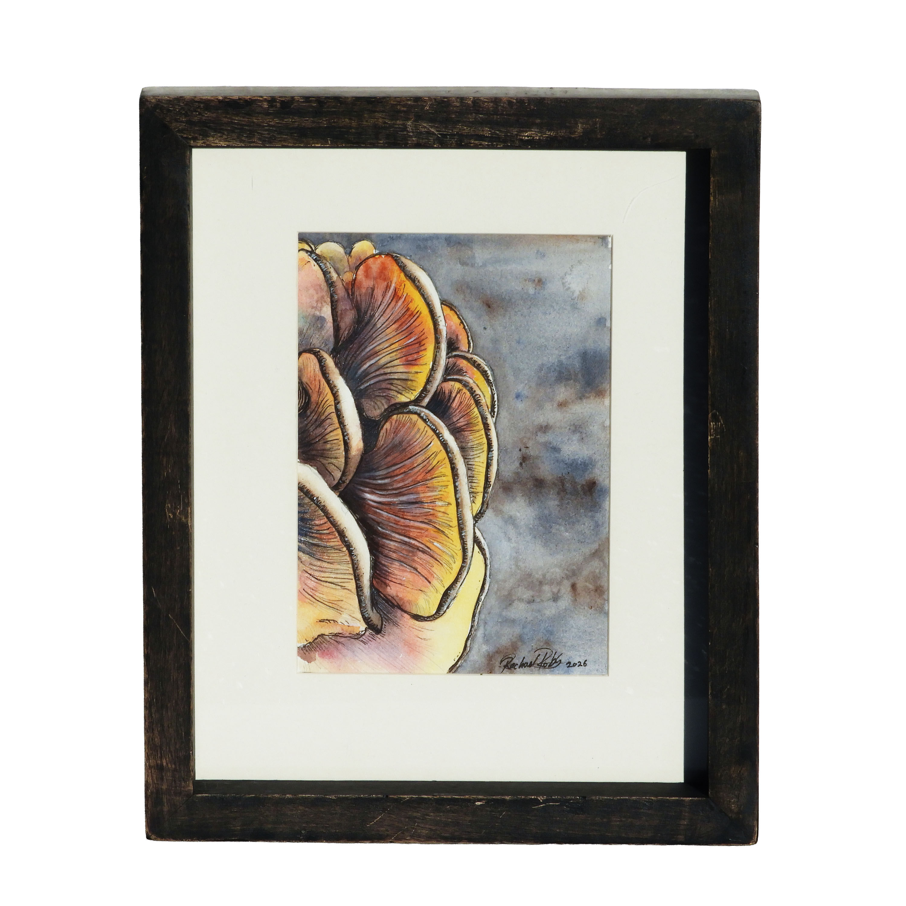 Sunlit Oyster Mushrooms - Rachael Robb