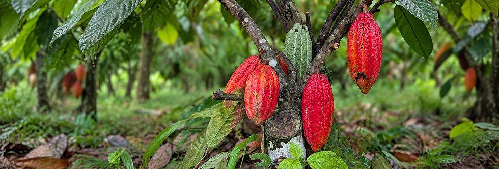 Wayta_CacaoPods_FineDeAroma_Hero.jpg