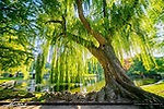 willow.jpeg