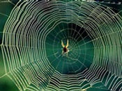 spiderweb.jpeg