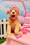 Barbie prop rentals
candyland rentals
